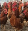 新疆九斤红公鸡质量好价格合理好效益