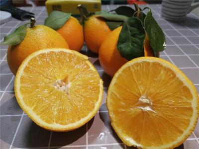 供应适合30-90公分高柑橘苗 黄美人柑橘苗