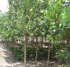 龙海苗木基地的红皮榕质量高