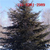 2米3米云杉3.5米云杉价格 4米5米云杉树价格