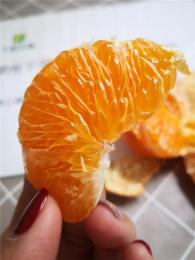 湖南柑橘苗 新品种甘平 成熟期1月下旬