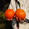 湖南柑橘新品种 千思农林甘平苗木种植基地