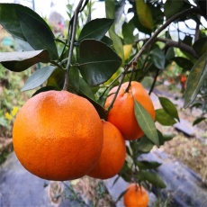 湖南千思香橙砧甘平柑橘苗不同砧木表现不同