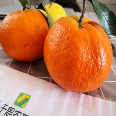 湖南柑橘新品种 千思农林甘平苗木种植基地
