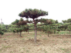 山東造型松基地 山東黑松基地 山東造型松基