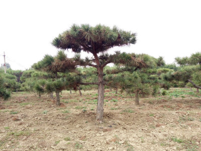 山东造型松基地 山东黑松基地 山东造型松基