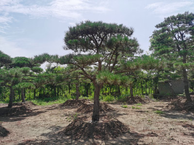 泰安市泰山区造型景松基地