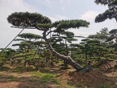 山东泰安造型黑松