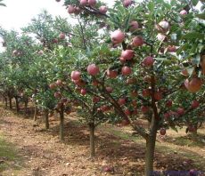 今年3公分苹果树价格绿化3公分苹果树占地价