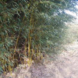 直径2公分的绿化竹子市场价多少钱一棵