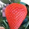山东草莓苗产地直销 红颜草莓苗价格 甜查理