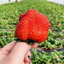 新疆甜宝草莓苗批发价格入棚草莓苗品种基地