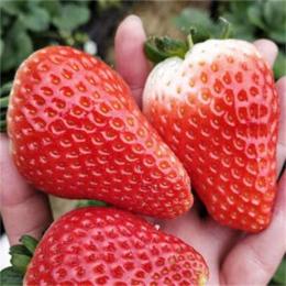 新疆草莓苗批发价格 甜查理草莓苗批发价格