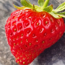 适合采摘章姬草莓苗价格现挖现发草莓苗基地
