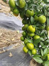 爱莎华美一号柑橘树苗基地 早熟杂柑新品种