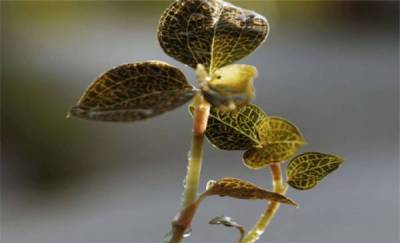 农博金草金线莲种植帮助种植户进行创富