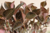 农博金草金线莲种植有效地提高种植产量和质