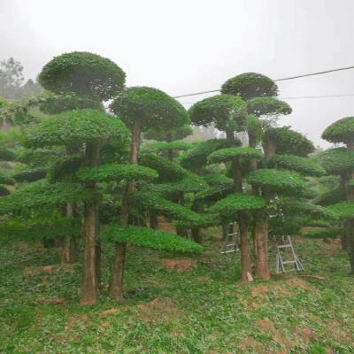 對節(jié)白蠟價格