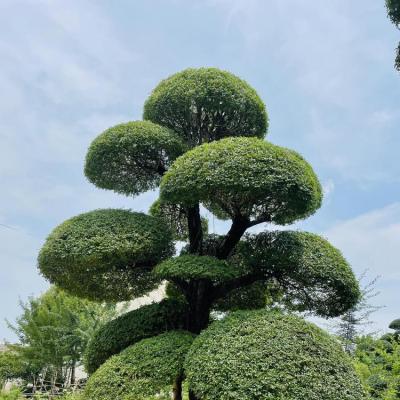 京山对节白蜡