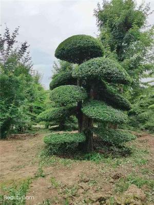 湖北对节白蜡-造型对节白蜡-丛生对节白蜡