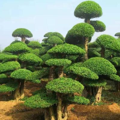 對接白蠟價格-造型對結白蠟報價-40公分大樹