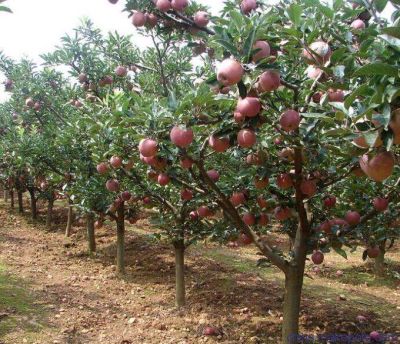 8公分苹果树10公分苹果树12公分苹果树价格