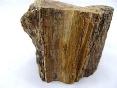 木化石近年快速销售价格
