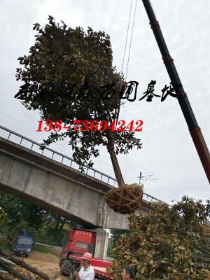 12公分广玉兰价格-14公分-15公分广玉兰价格