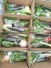 食堂蔬菜配送洛陽市西工區蔬菜集裝箱團購