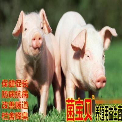 養殖用微生物菌劑改善腸道防拉稀促長