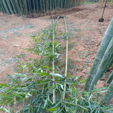 綠化竹子品種與價格是多少錢一棵