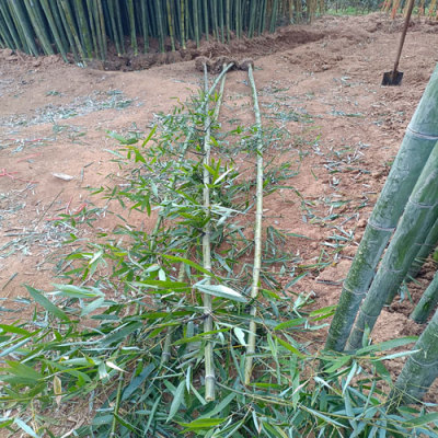 绿化竹子品种与价格是多少钱一棵