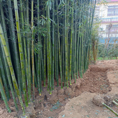 绿化竹子品种与价格是多少钱一棵