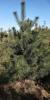 3米油松绿化3米油松占地3米油松价格出售