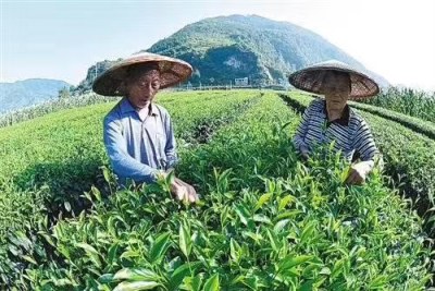 英文邻里专用鸭屎香茶叶 英文邻里柠檬红茶