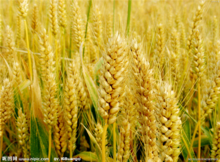 加拿大小麦进口清关流程专业代理