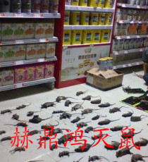 桂林灭鼠公司 桂林市区服务上门灭鼠 灭蟑螂