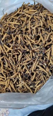 栖霞长期冬虫夏草回收十年老店