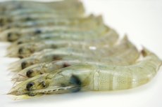 凍魚進口報關報檢手續資料流程分析