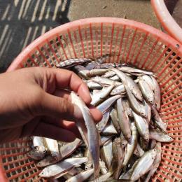 大量收购翻塘死鱼 缺氧死鱼 花白鲢鱼 草鱼