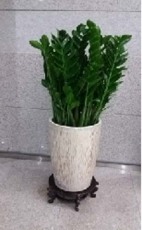 龙华北站优质租花卉市场