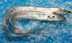 石斑鱼进口检测阳性需要退运吗