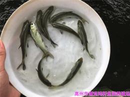 江蘇徐州螺絲青魚苗江蘇淮安螺獅青魚苗出售