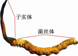 瀏陽市回收冬蟲夏草-各個規(guī)格蟲草回收價格