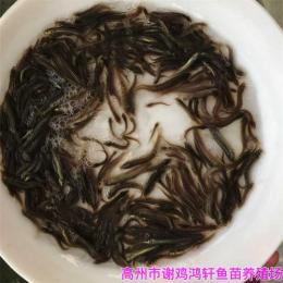 江蘇鹽城泥鰍魚苗江蘇揚州泥鰍苗種苗出售