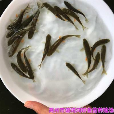 山東青島青竹鯇魚苗北京中華倒刺鲃苗出售