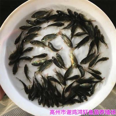 浙江寧波單性羅非魚苗四川廣元全雄羅非魚苗