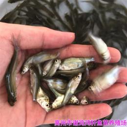 江蘇鹽城三角魴魚苗江蘇揚州沙邊魚苗出售