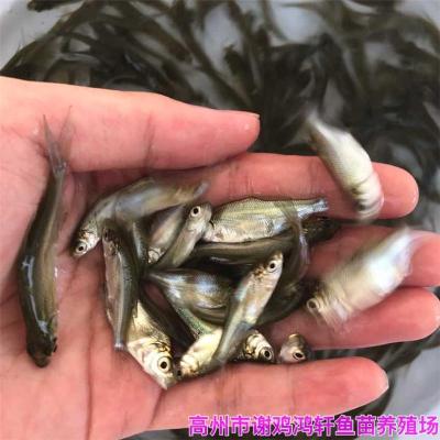 江苏盐城三角鲂鱼苗江苏扬州沙边鱼苗出售