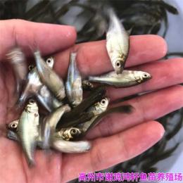 湖北恩施土鯪魚苗貴州畢節泰國鯪魚苗出售